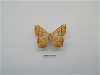 藏品(尺蛾213)的圖片